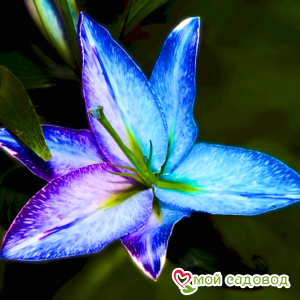 Лилия Зефир Лайт